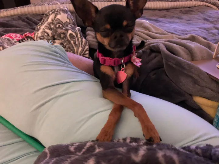 Original photo of a Chihuahua