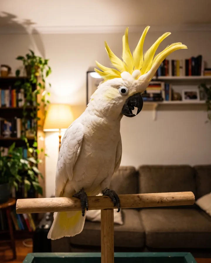 Original photo of a Cockatoo