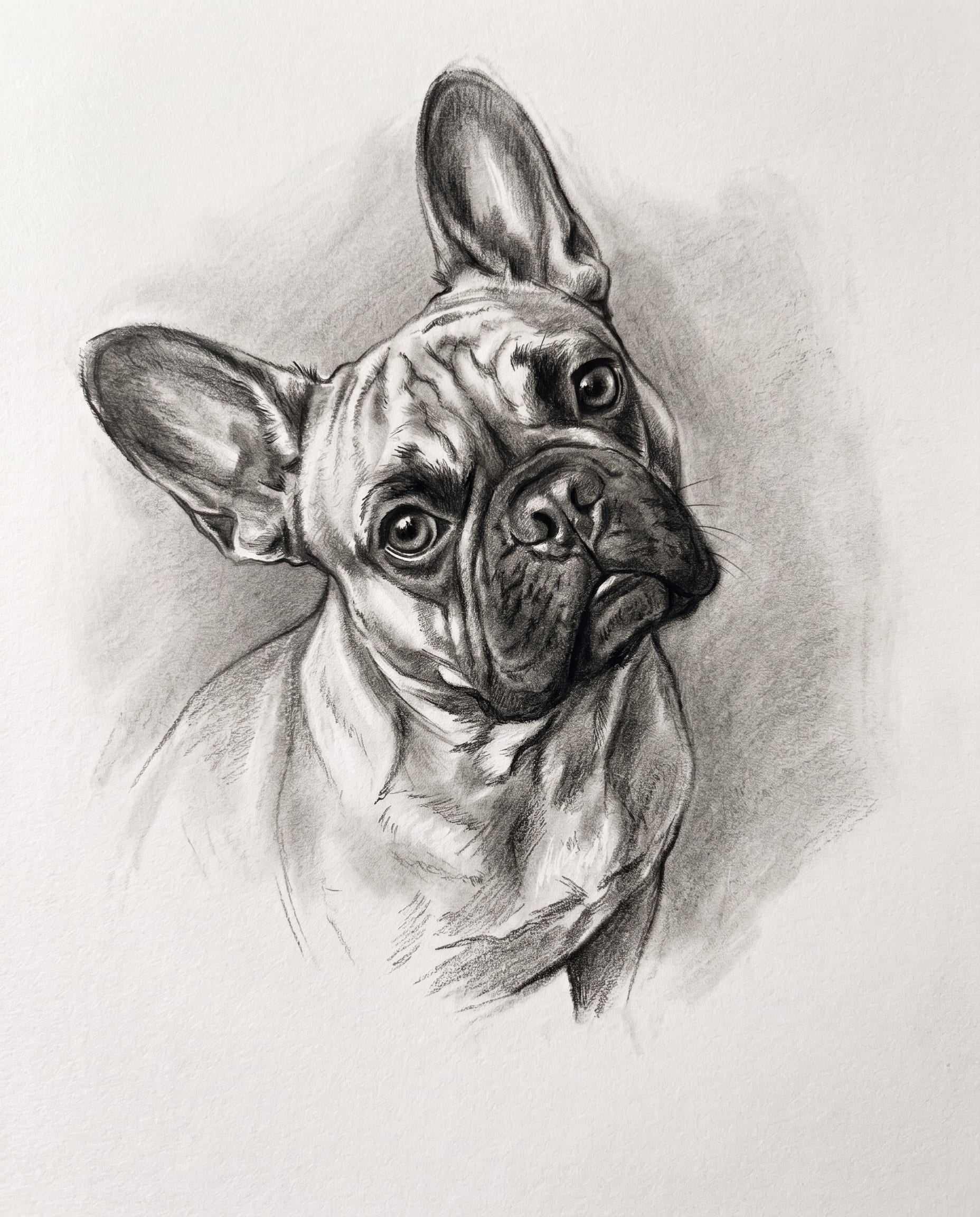 French Bulldog drawn in charcoal — bold bat-ear silhouette, crosshatched coat