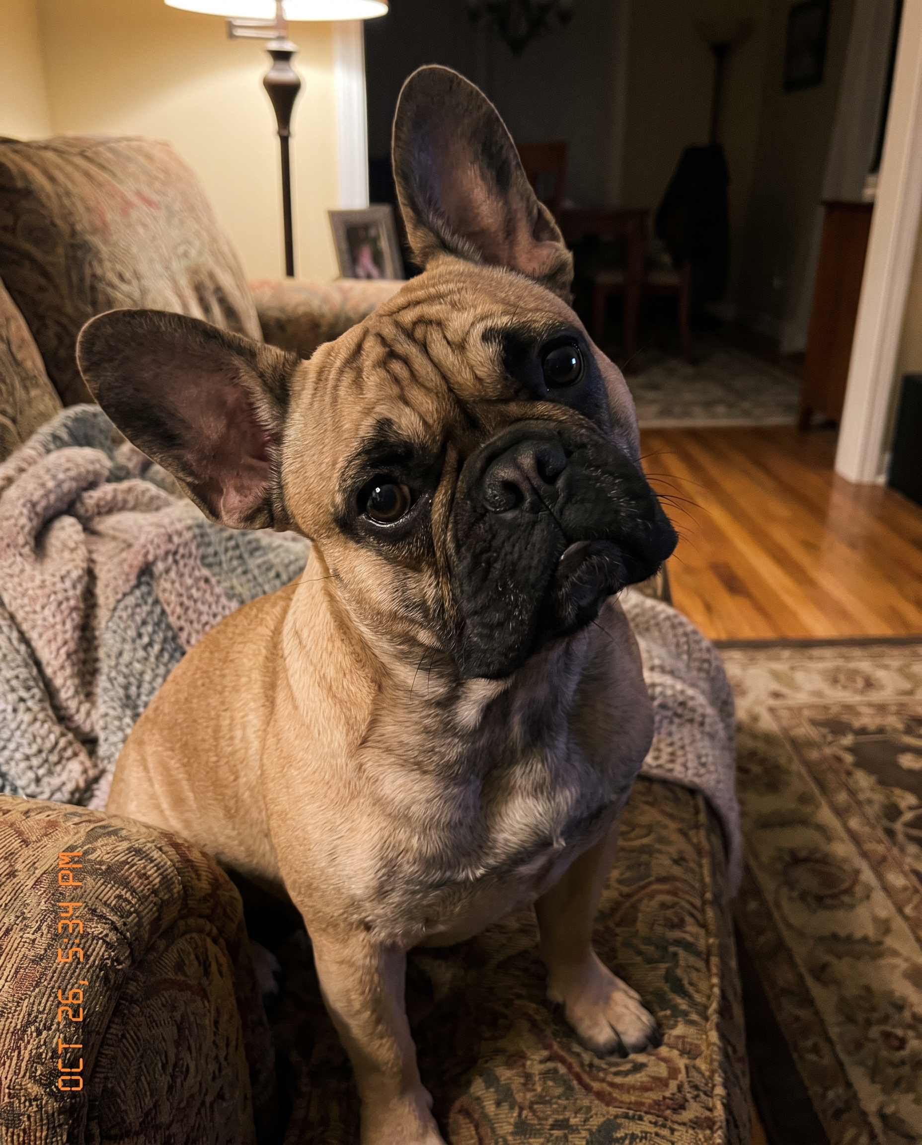 Sample Frenchie photo