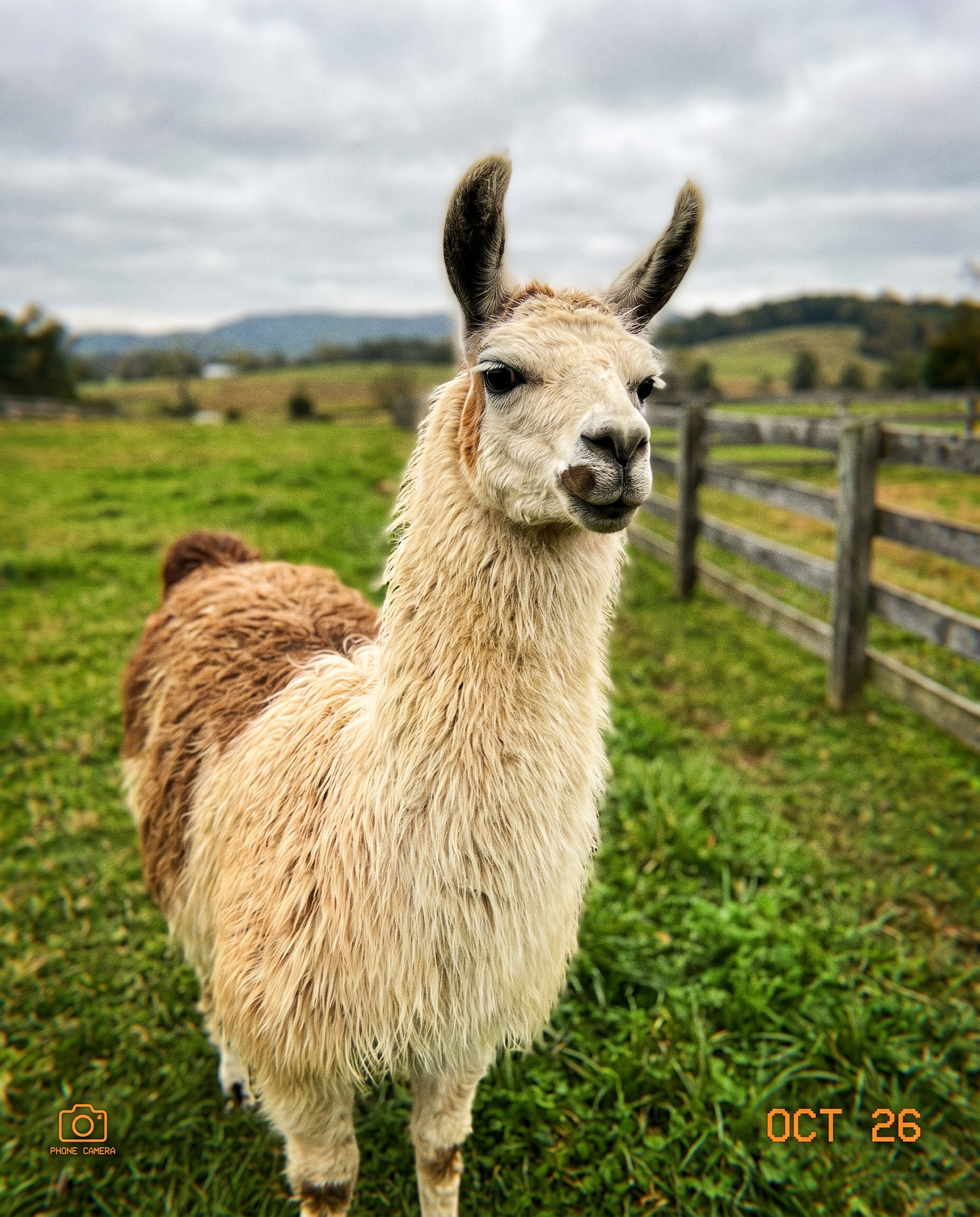 Sample Llama photo