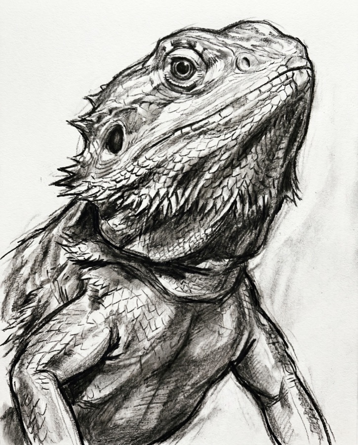 Portrait of Standard Poodle · Charcoal shared by D.M.